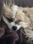 Raven & Marlin Rescue Dog - CDRRNZ Carousel 3