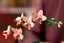 LEGO Icons 10343 Mini Orchid Carousel 5