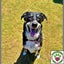 Tessa - lovely 4yr old female huntaway/collie cross - Marlborough Four Paws Carousel 3