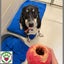 Tessa - lovely 4yr old female huntaway/collie cross - Marlborough Four Paws Carousel 4