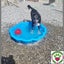 Tessa - lovely 4yr old female huntaway/collie cross - Marlborough Four Paws Carousel 5