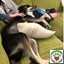 Tessa - lovely 4yr old female huntaway/collie cross - Marlborough Four Paws Carousel 6