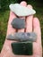Pounamu greenstone Mixed Nephrite 5 piece tumbled lot 8 Carousel 5