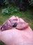 Pink Rodonite NZ 5 piece tumbled lot Carousel 5