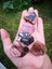 Pink Rodonite NZ 5 piece tumbled lot Carousel 6