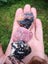Pink Rodonite NZ 5 piece tumbled lot Carousel 8