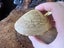 Vintage Asian carving of shell with buddha inside Carousel 6