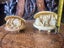Vintage Asian carving of shell with buddha inside Carousel 8
