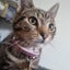 CAT RESCUE CHCH - Ready For Adoption Montana Carousel 8
