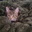 CAT RESCUE CHCH - Ready For Adoption Montana Carousel 4