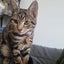CAT RESCUE CHCH - Ready For Adoption Montana Carousel 5