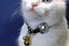 Silicone Case Compatible For Airtag Protective Dog Collar Holder Pet Collar For Carousel 9