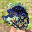 33GBest Natural Azurite/Malachite raw Crystal Mineral Specimen Carousel 10