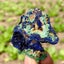 33GBest Natural Azurite/Malachite raw Crystal Mineral Specimen Carousel 13