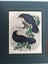 HUIA.Gould.Original hand coloured woodcut engraving. 1860 Carousel 1