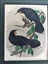 HUIA.Gould.Original hand coloured woodcut engraving. 1860 Carousel 3