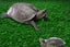 Cora Turtle Basking Platform Ramp Reptile Tank Ladder Resting Terrace Simulation Carousel 4