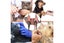 Small Pet Grooming Sling Hammock Dog Cat Restraint Bag For Bathing Trimming Nail Carousel 5