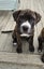 Koda (Ellie's Canine Rescue & Rehome) Carousel 3