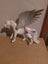 Playmobil 2011 Pegasus Horse with Wings, Plastic Horse Figure Carousel 1