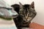 Cats Protection Canterbury - Zozo Carousel 1