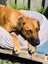 Leia (Ellie's Canine Rescue & Rehome) Carousel 3