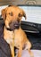 Leia (Ellie's Canine Rescue & Rehome) Carousel 4