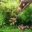 Planting Tweezer Carousel 1
