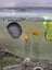 Large Brown Mystery Snail Carousel 3