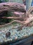 Large Brown Mystery Snail Carousel 5