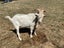 Male Goat Carousel 1