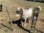 Male Goat Carousel 2