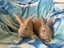 Flemish giant Rabbits for sale Carousel 7