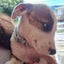 Inca - Collie X - BOI Animal Rescue Trust Carousel 4