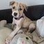 Maya - Collie X - BOI Animal Rescue Trust Carousel 5