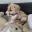 Maya - Collie X - BOI Animal Rescue Trust Carousel 6