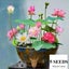 Aquatic Lotus Flower Seeds Mixed Colour 5 Seeds Carousel 1