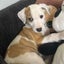 Inca - Collie X - BOI Animal Rescue Trust Carousel 3