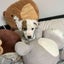 Inca - Collie X - BOI Animal Rescue Trust Carousel 5