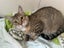 LONELY MIAOW CAT - DAKOTA Carousel 1