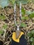 Sneeboer Weeding Fork 2 Tine Carousel 2