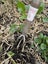 Sneeboer Weeding Fork 2 Tine Carousel 3