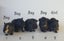 Baby Guinea Pigs, pick up Helensville Carousel 2