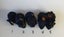 Baby Guinea Pigs, pick up Helensville Carousel 3