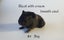 Baby Guinea Pigs, pick up Helensville Carousel 6