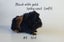Baby Guinea Pigs, pick up Helensville Carousel 9