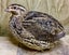 Quail Eggs - Fertile Carousel 7