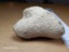 Petoskey Stone - Fossil Coral - Michigan, USA Carousel 4