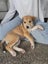Bonnie (Ellie's Canine Rescue & Rehome) Carousel 7