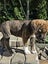 Neala (Ellie's Canine Rescue & Rehome) Carousel 2